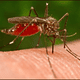 Illustration for article titled Device may stop dengue fever by slaughtering pregnant mosquitos